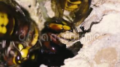 欧洲黄蜂维斯帕蟹修复受损的巢